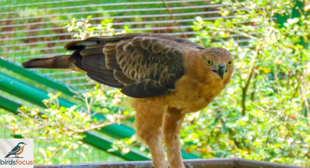 Javan Hawk-Eagle