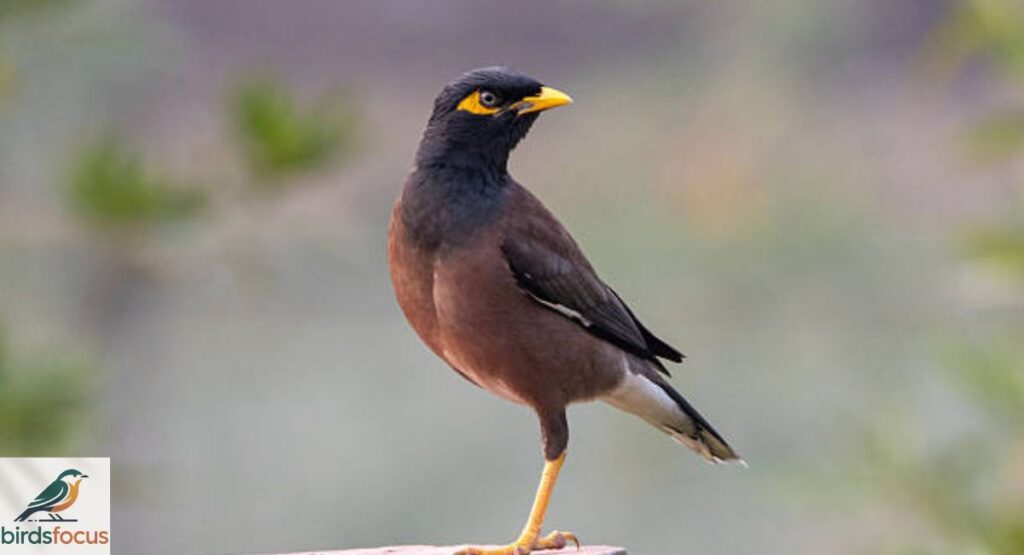 Javan Myna