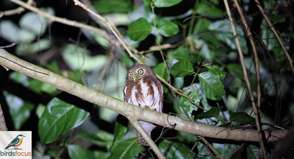 Javan Owlet
