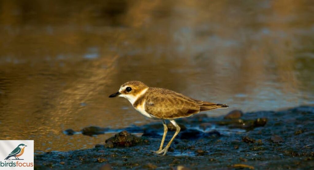 Javan Plover