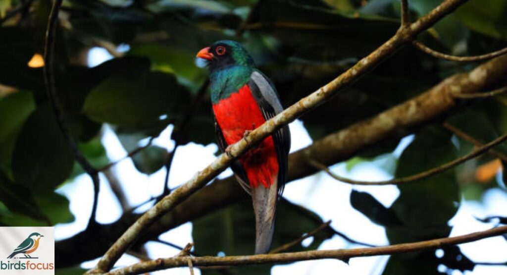 Javan Trogon