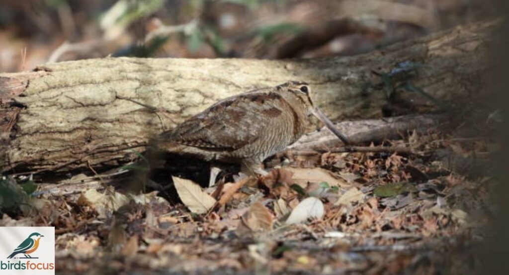 Javan Woodcock