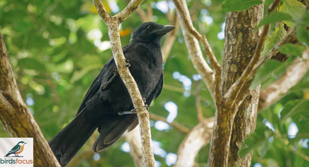 Jungle Crow