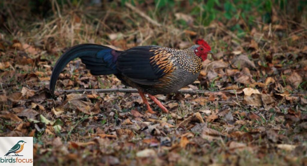 Junglefowl