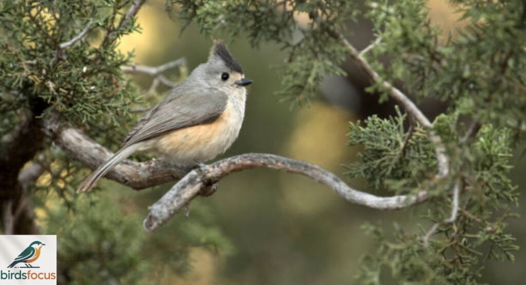 Juniper Titmouse