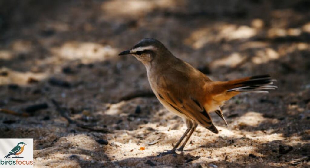 Kalahari Scrub Robin