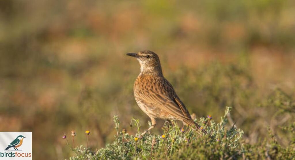 karoo-lark