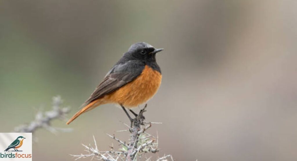 Kashmir Flycatcher