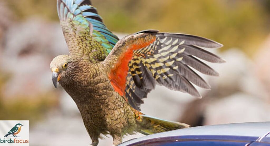 Kea