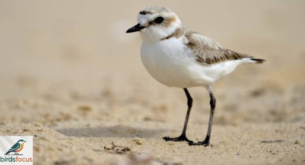 Kentish Plover