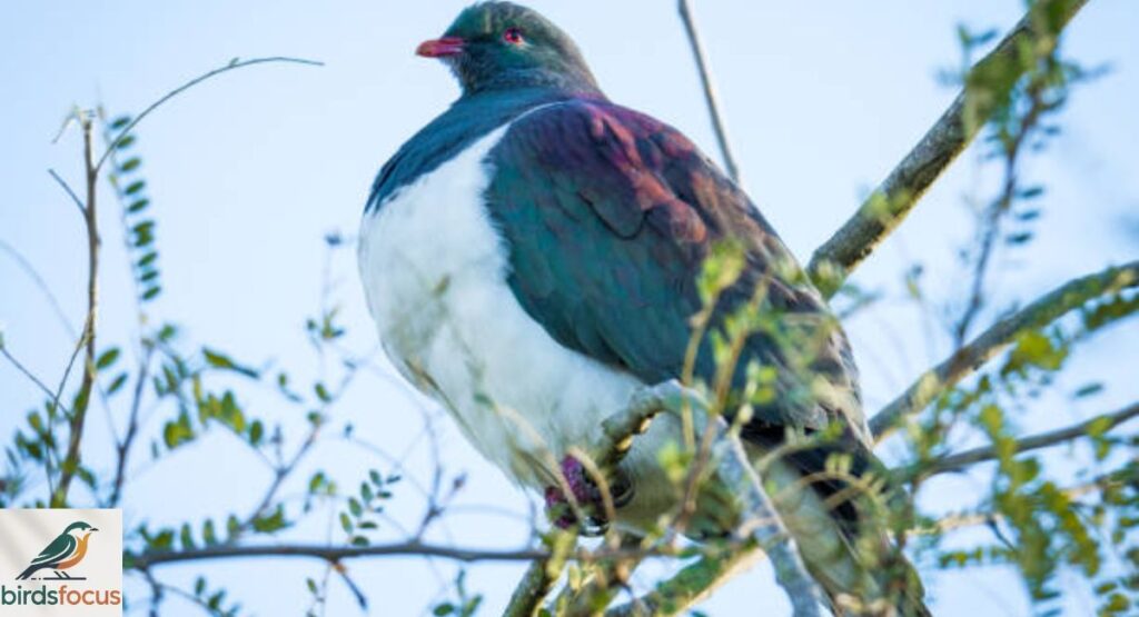 Kereru