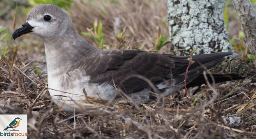 Kermadec Petrel