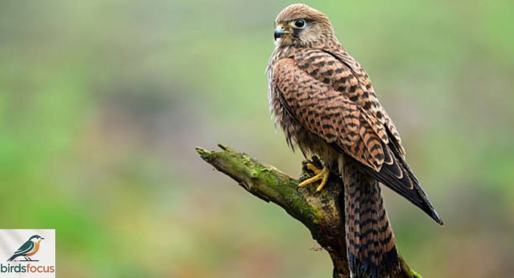 Kestrel