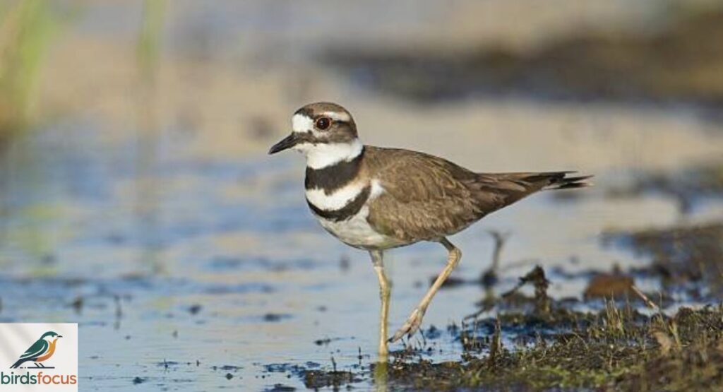 Killdeer
