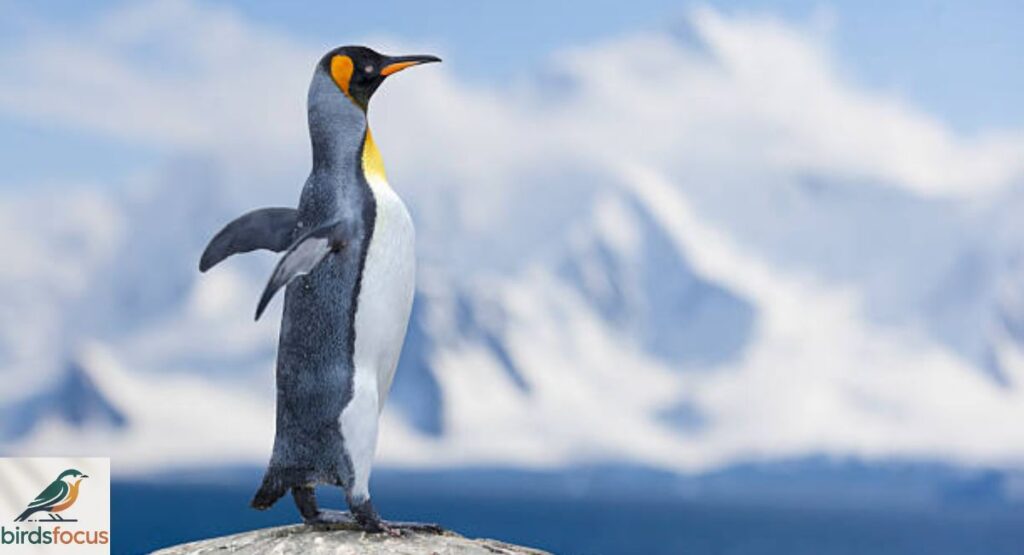 King Penguin