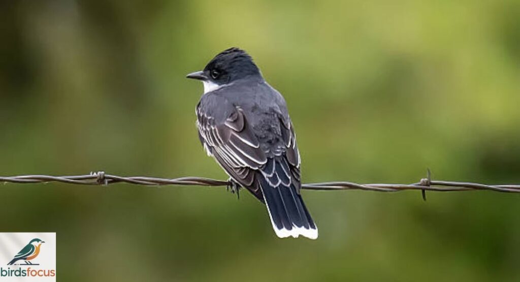 Kingbird