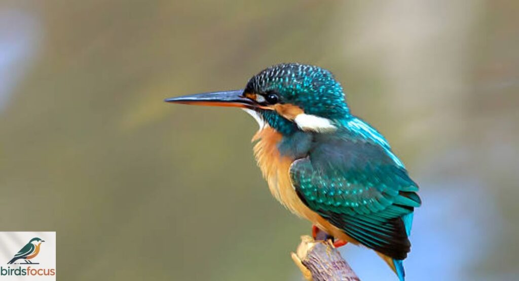Kingfisher