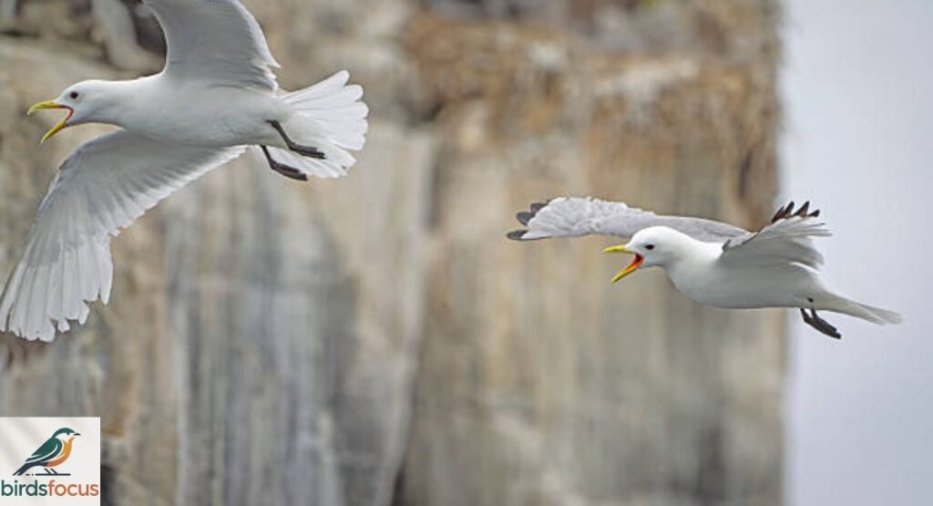 Kittiwake