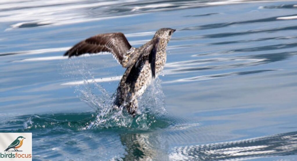 Kittlitzās Murrelet