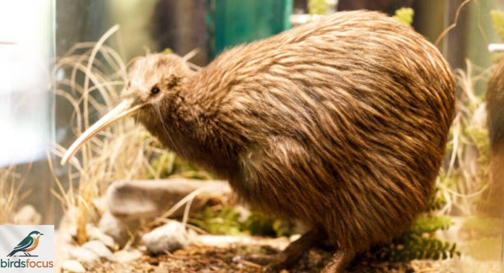 kiwi