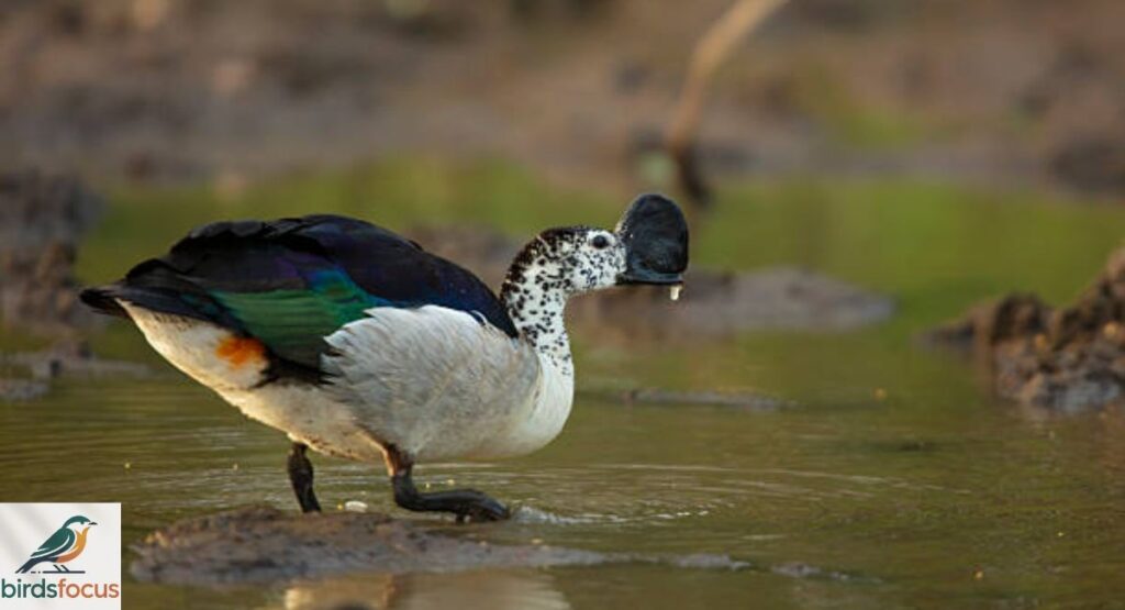 Knob-Billed Duck
