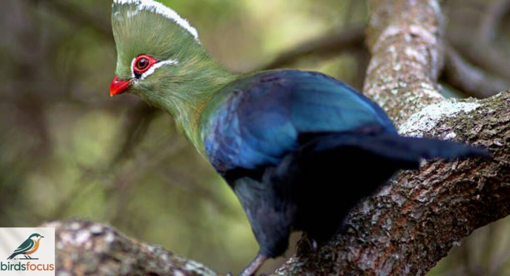 Knysna Turaco