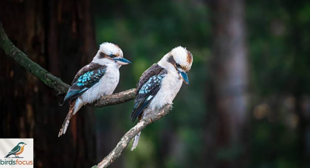 Kookaburra