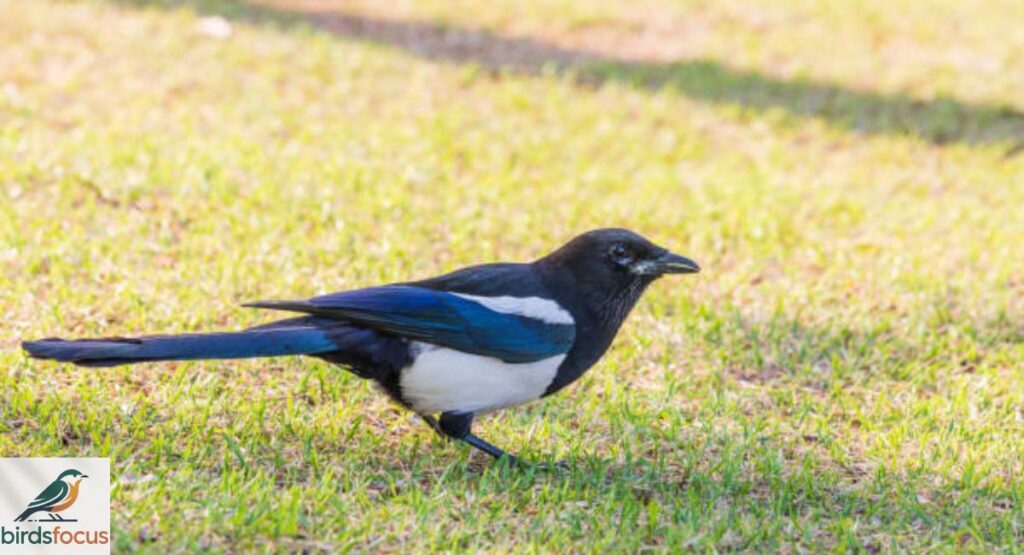 Korean Magpie