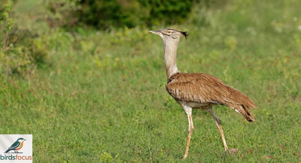 Kori Bustard