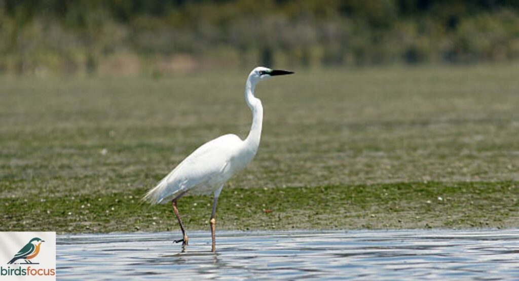 Kotuku (White Heron)