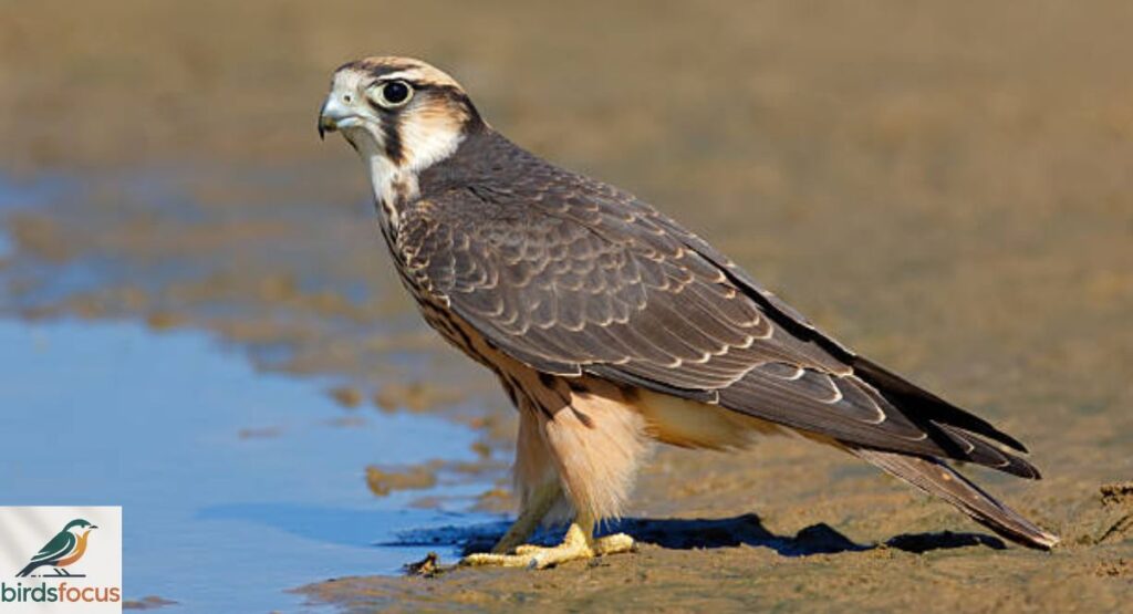 Lanner Falcon