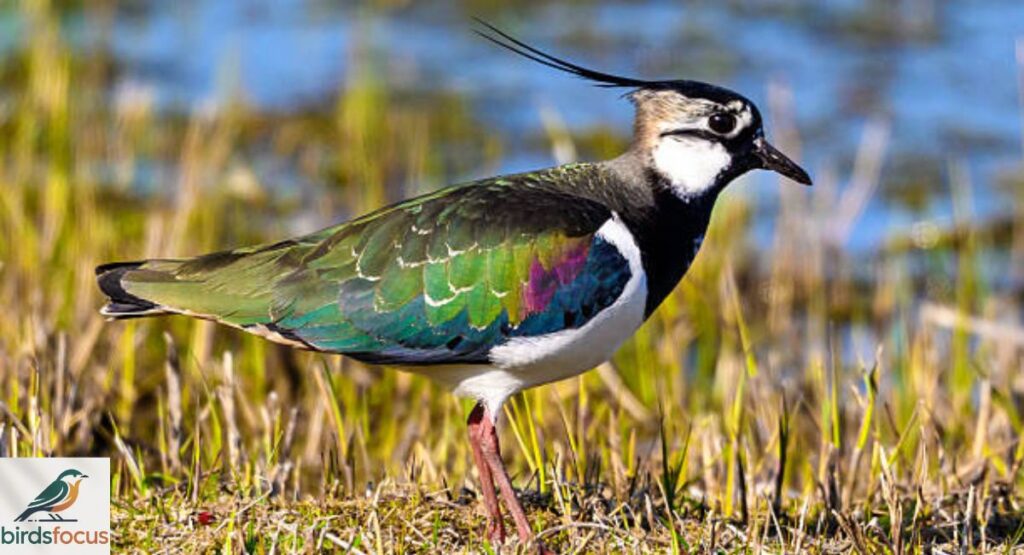 Lapwing
