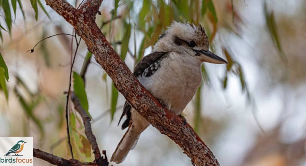 Laughing Kookaburra