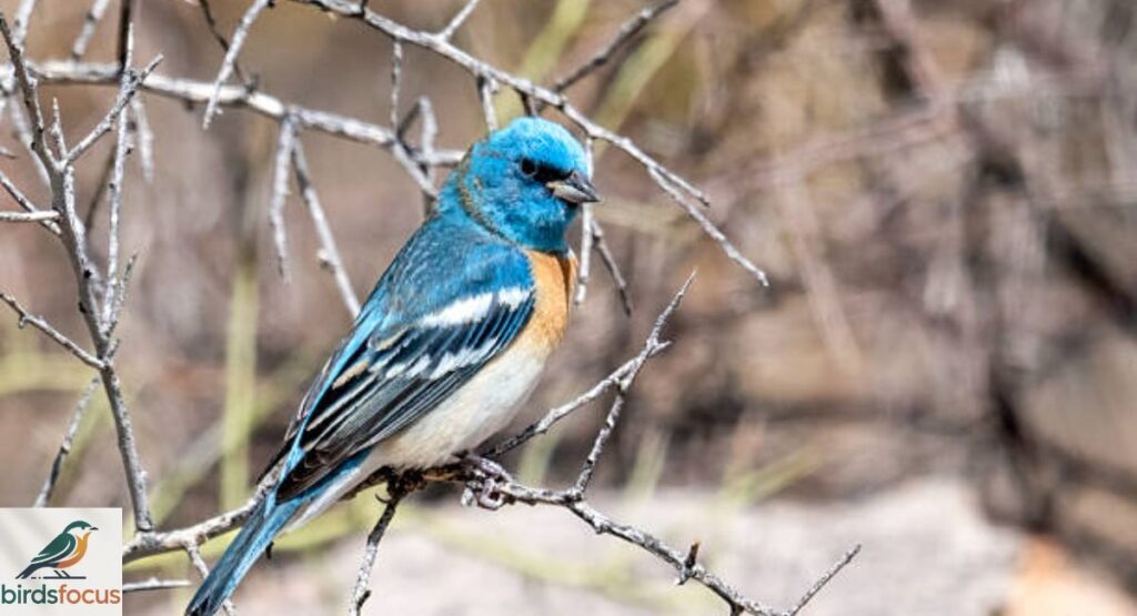 Lazuli Bunting