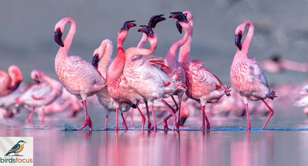 Lesser Flamingo