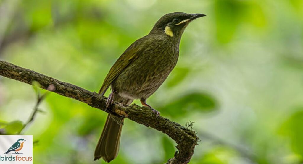 Lewin’s Honeyeater