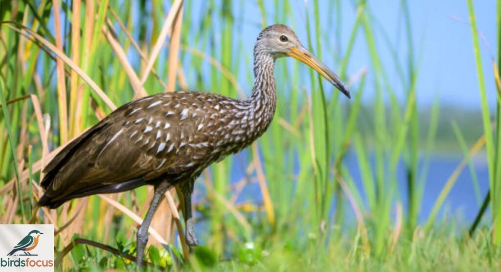 Limpkin