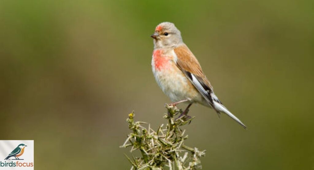 Linnet