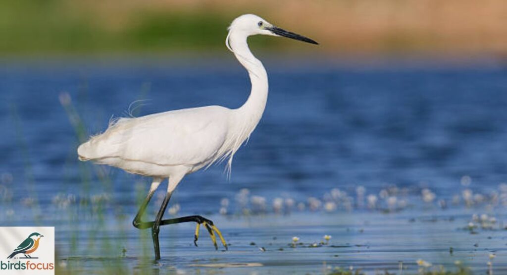 Little Egret