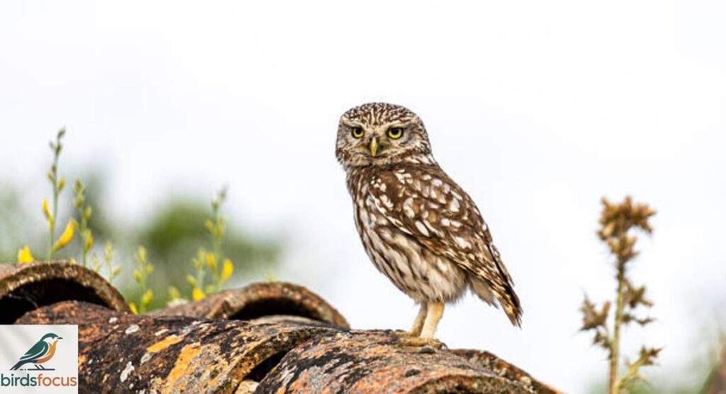 Little Owl