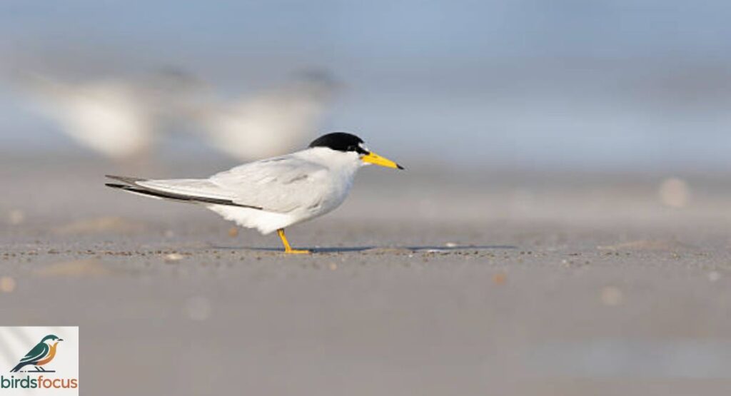 Little Tern