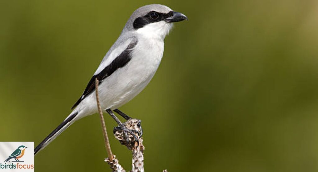 Loggerhead Shrike