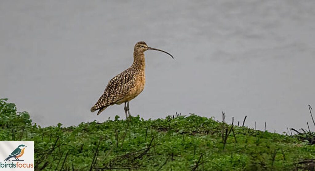 Long-billed Curlew