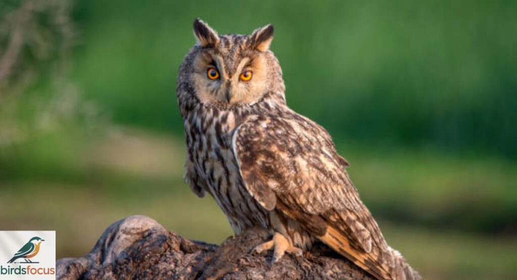 Long-eared Owl