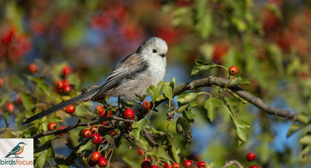 Long-tailed Tit