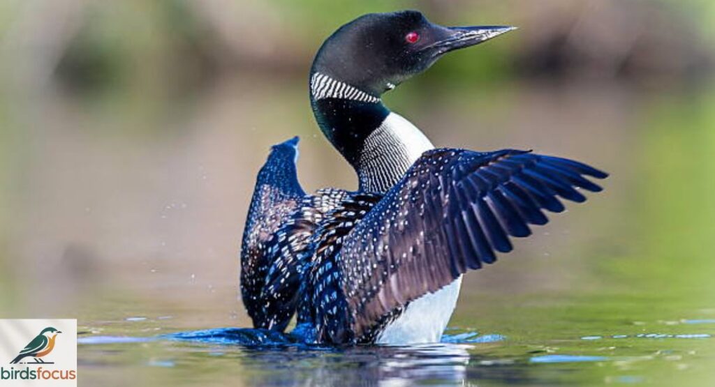 Loon