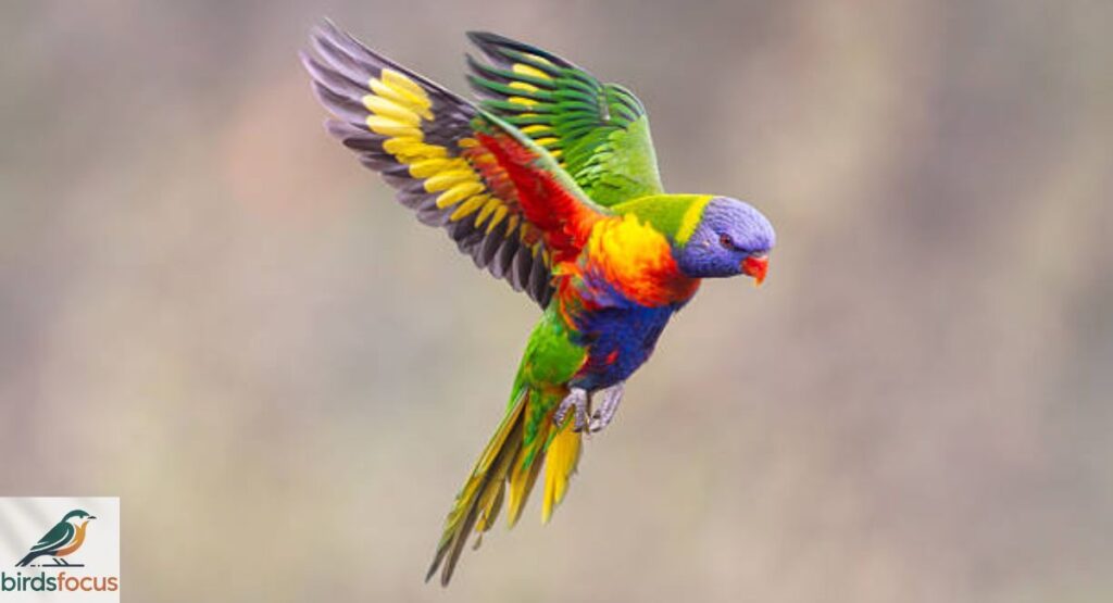Lorikeet