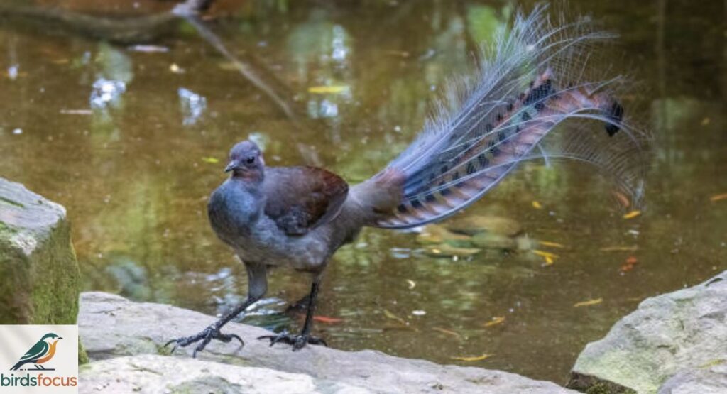 Lyrebird