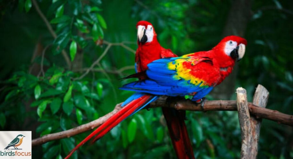Macaw