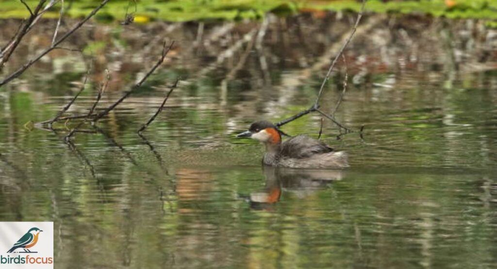 Madagascar Grebe